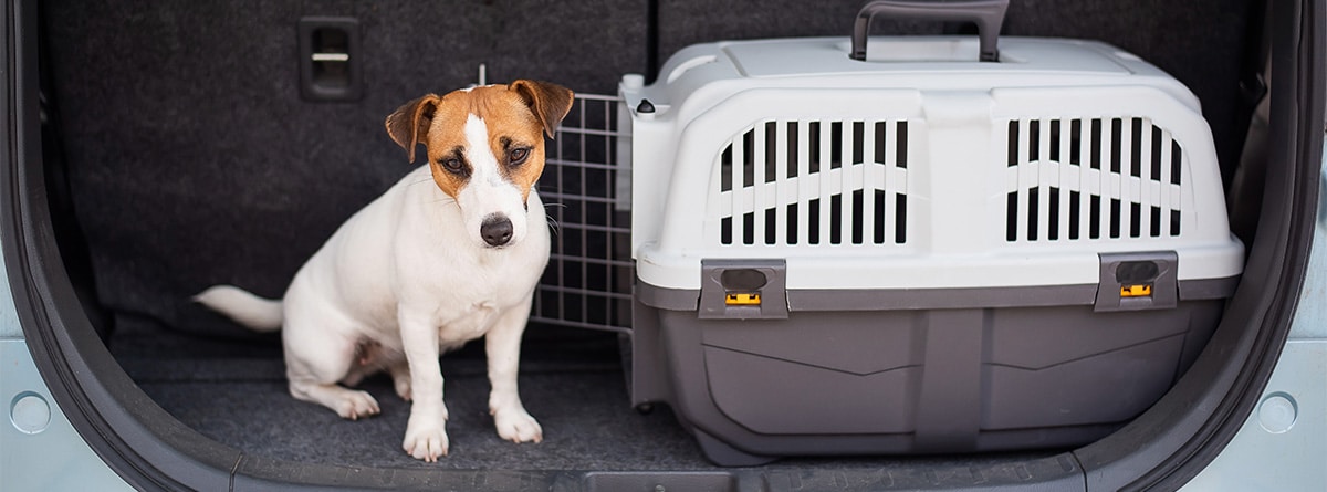 perro pequeño en maletero de coche al lado de trasportin