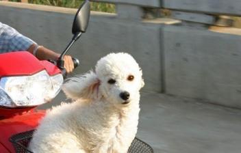 Un perro y una persona en moto a contraluz
