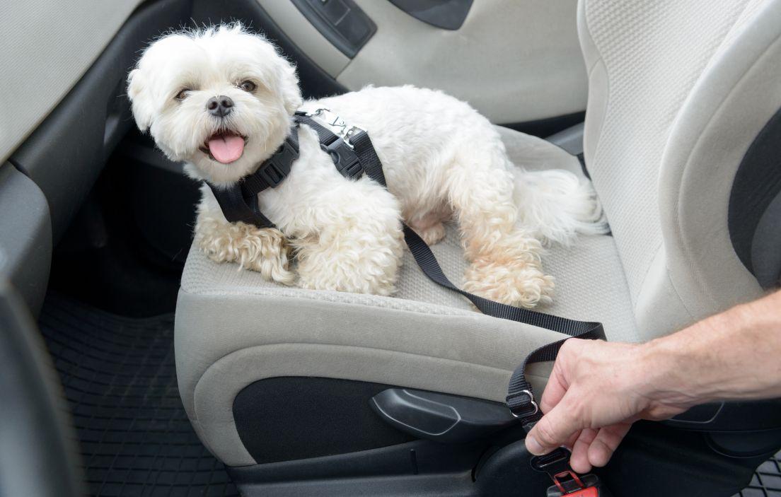 Collar filosofía bronce Consejos para viajar con tu perro en el coche - canal Motor MAPFRE