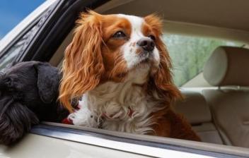 viajar con el perro en el coche de forma segura