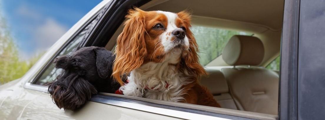 viajar con el perro en el coche de forma segura