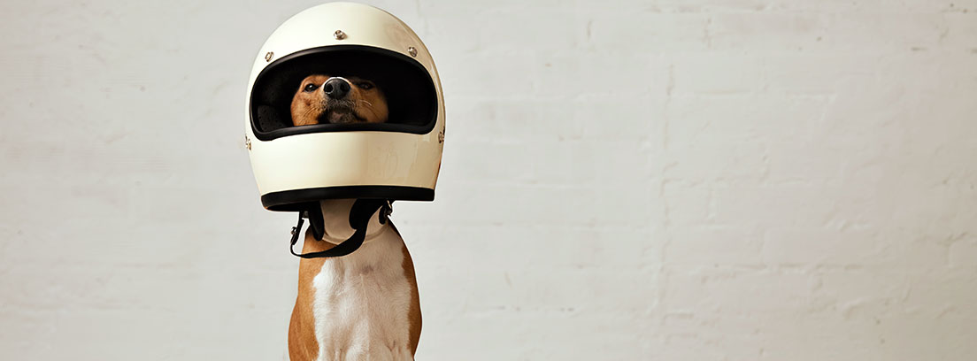 Perro sentado con un casco de moto en la cabeza