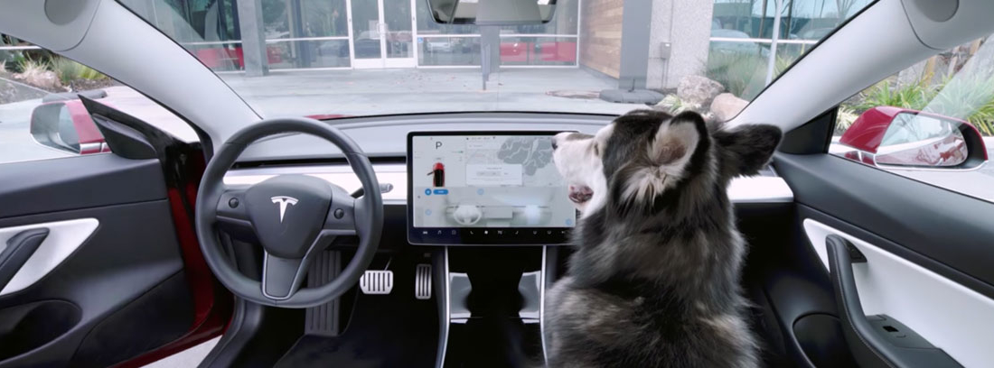 Perro dentro de coche Tesla mirando a su pantalla.