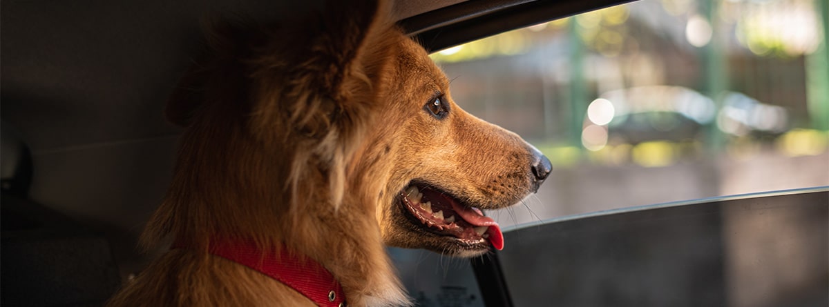 Cómo viajar con un perro en el coche? -canalMOTOR