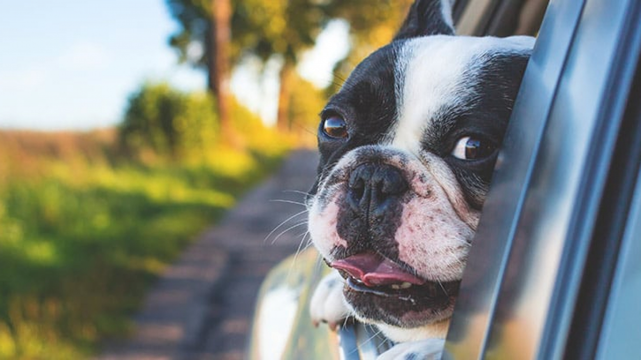 base Inscribirse mental Cómo viajar con un perro en el coche? -canalMOTOR