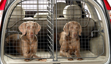 Rejilla separadora para perros Rejilla separadora para perros