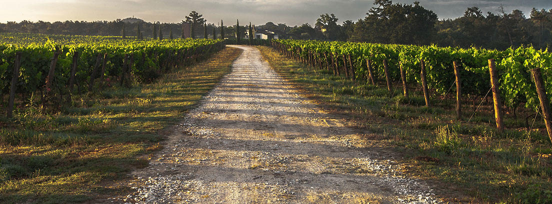Camino de tierra entre viñedos en La Toscana